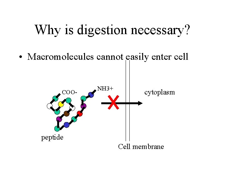 Why is digestion necessary? • Macromolecules cannot easily enter cell COO- NH 3+ cytoplasm