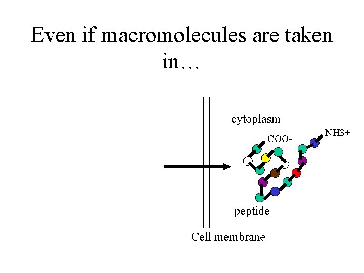 Even if macromolecules are taken in… cytoplasm COO- peptide Cell membrane NH 3+ 