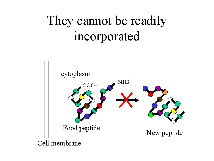 They cannot be readily incorporated cytoplasm COO- Food peptide Cell membrane NH 3+ New