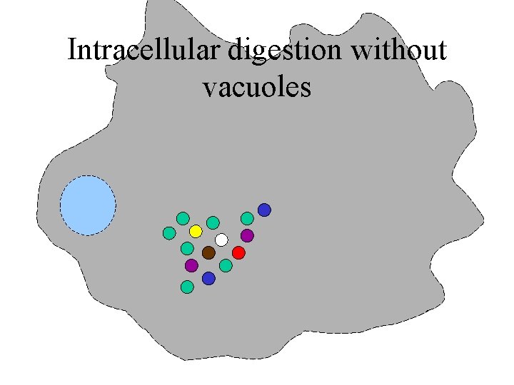 Intracellular digestion without vacuoles 