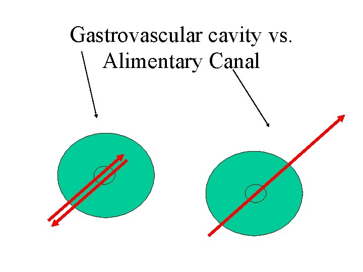 Gastrovascular cavity vs. Alimentary Canal 