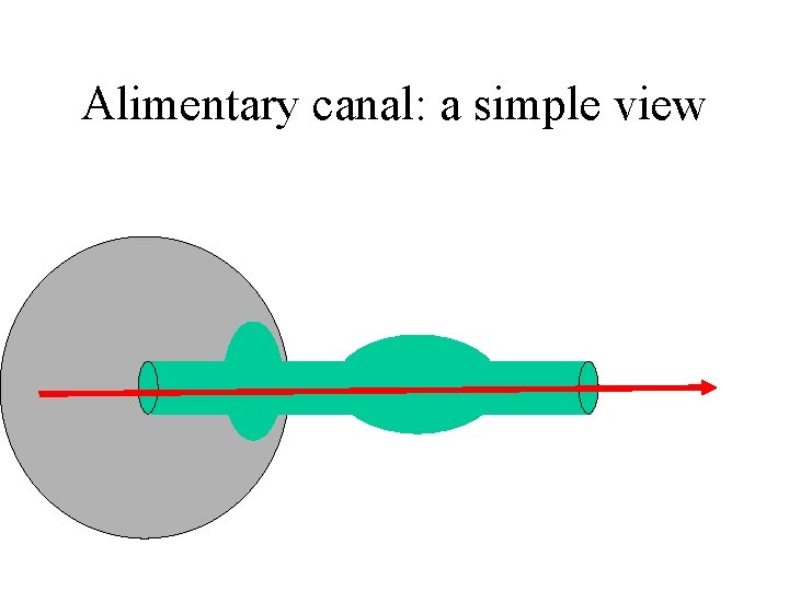 Alimentary canal: a simple view 