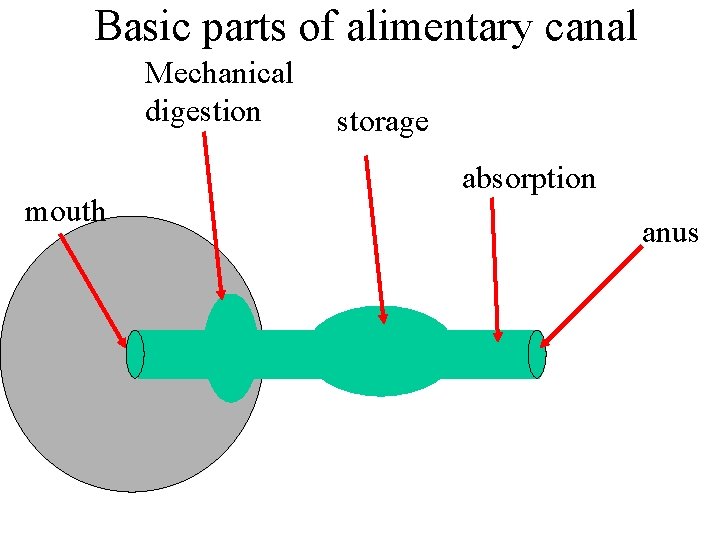 Basic parts of alimentary canal Mechanical digestion mouth storage absorption anus 