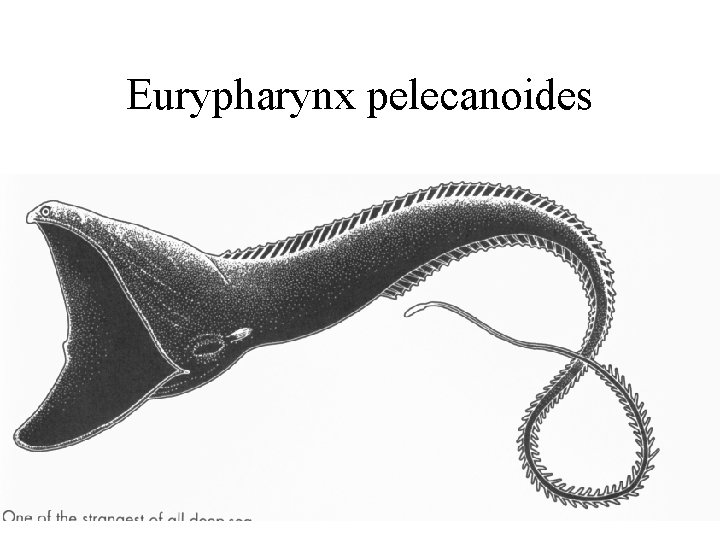 Eurypharynx pelecanoides 