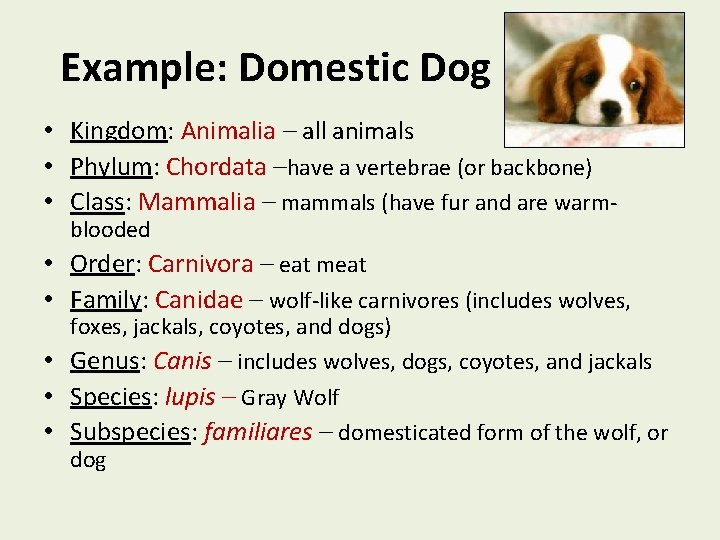 Example: Domestic Dog • • • Kingdom: Animalia – all animals Phylum: Chordata –have