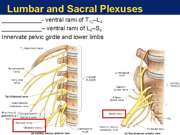 Lumbar and Sacral Plexuses ______- ventral rami of T 12–L 4 ______– ventral rami Lumbar and Sacral Plexuses ______- ventral rami of T 12–L 4 ______– ventral rami