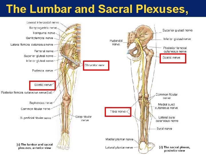 The Lumbar and Sacral Plexuses, The Lumbar and Sacral Plexuses,