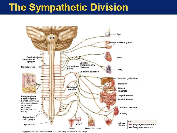 The Sympathetic Division The Sympathetic Division
