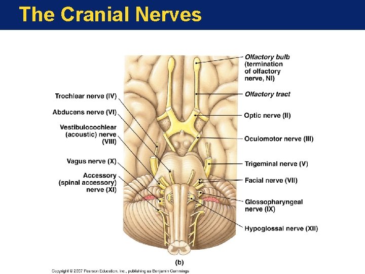 The Cranial Nerves The Cranial Nerves