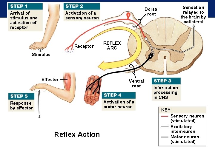 Arrival of stimulus and activation of receptor Activation of a sensory neuron Receptor Sensation Arrival of stimulus and activation of receptor Activation of a sensory neuron Receptor Sensation
