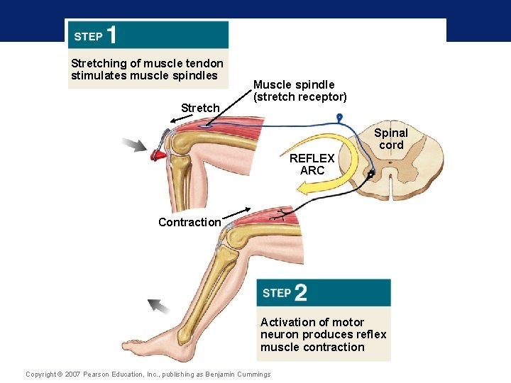 Stretching of muscle tendon stimulates muscle spindles Stretch Muscle spindle (stretch receptor) Spinal cord Stretching of muscle tendon stimulates muscle spindles Stretch Muscle spindle (stretch receptor) Spinal cord