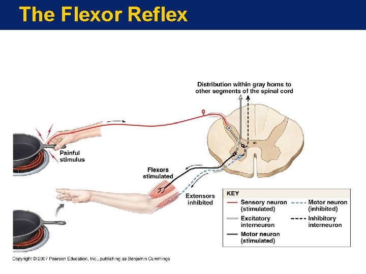 The Flexor Reflex The Flexor Reflex
