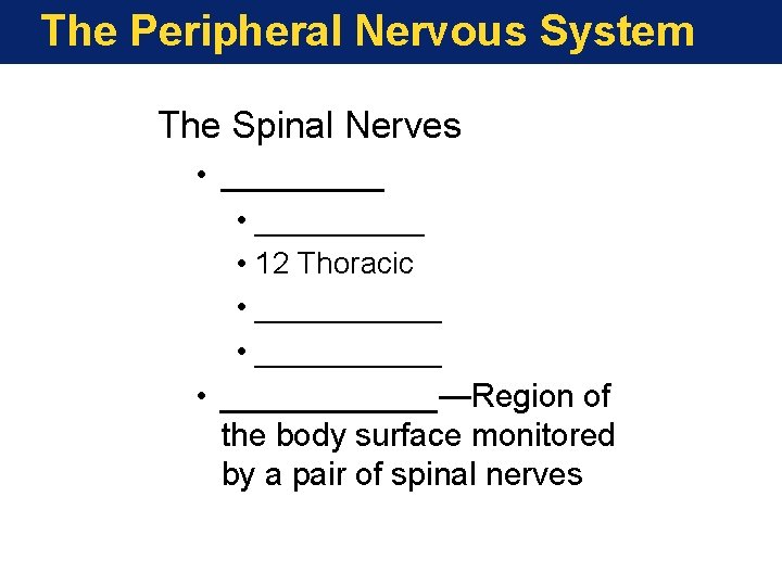 The Peripheral Nervous System The Spinal Nerves • __________ • 12 Thoracic • ___________ The Peripheral Nervous System The Spinal Nerves • __________ • 12 Thoracic • ___________