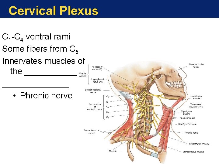 Cervical Plexus C 1 -C 4 ventral rami Some fibers from C 5 Innervates Cervical Plexus C 1 -C 4 ventral rami Some fibers from C 5 Innervates