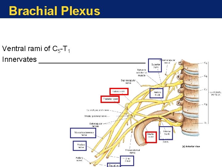 Brachial Plexus Ventral rami of C 5 -T 1 Innervates _____________ Brachial Plexus Ventral rami of C 5 -T 1 Innervates _____________