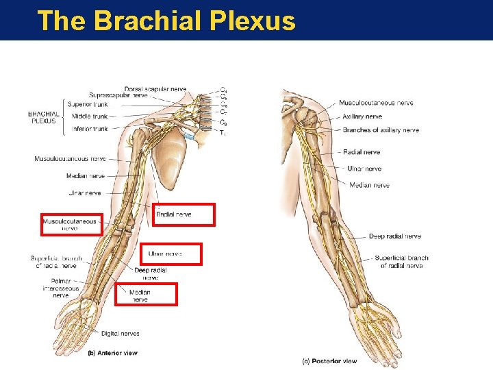 The Brachial Plexus The Brachial Plexus