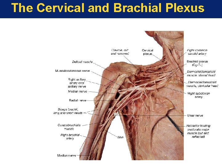 The Cervical and Brachial Plexus The Cervical and Brachial Plexus