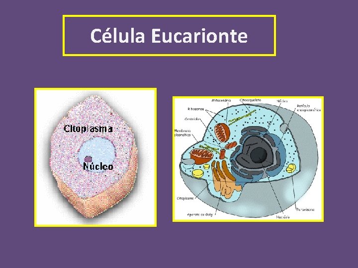 Célula Eucarionte 