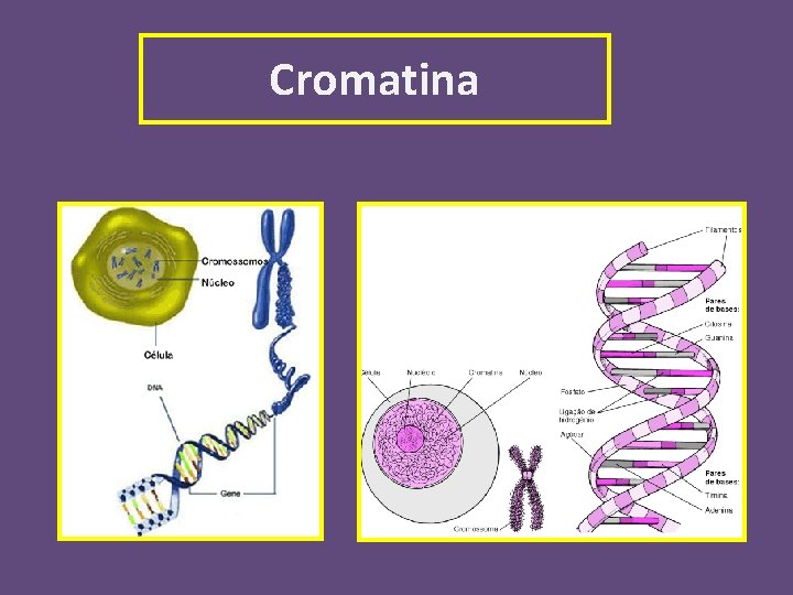 Cromatina 