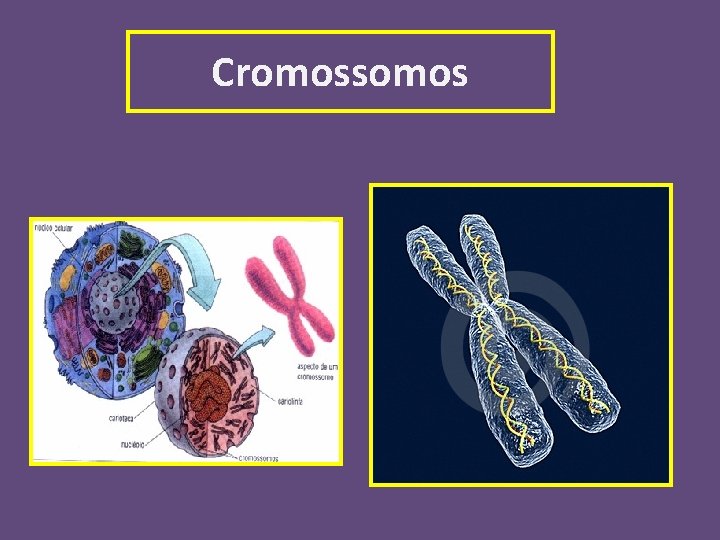 Cromossomos 