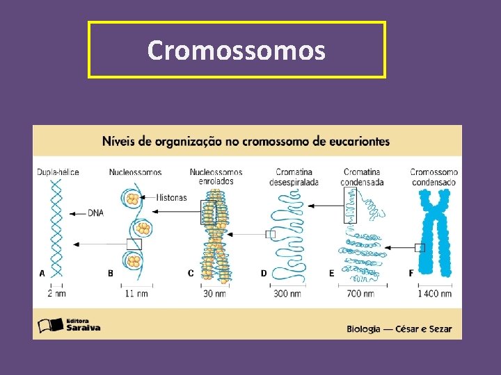 Cromossomos 