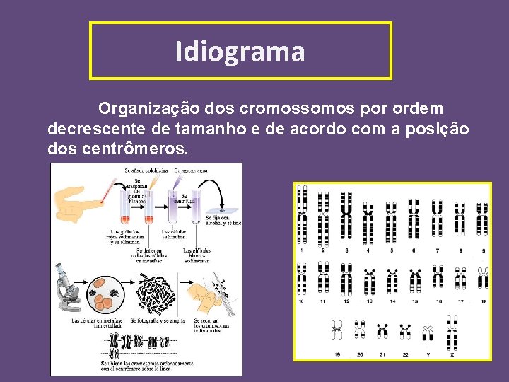 Idiograma Organização dos cromossomos por ordem decrescente de tamanho e de acordo com a