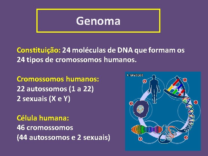 Genoma Constituição: 24 moléculas de DNA que formam os 24 tipos de cromossomos humanos.