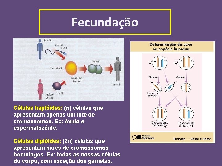 Fecundação Células haplóides: (n) células que apresentam apenas um lote de cromossomos. Ex: óvulo