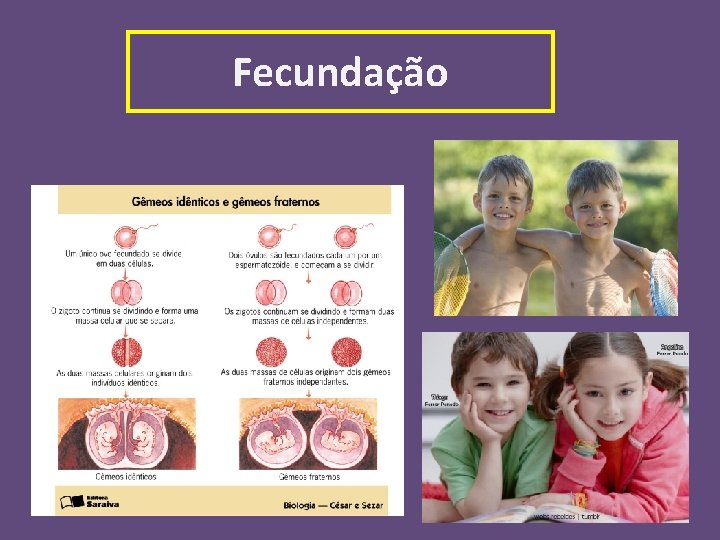 Fecundação 