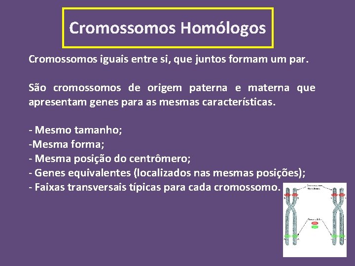 Cromossomos Homólogos Cromossomos iguais entre si, que juntos formam um par. São cromossomos de