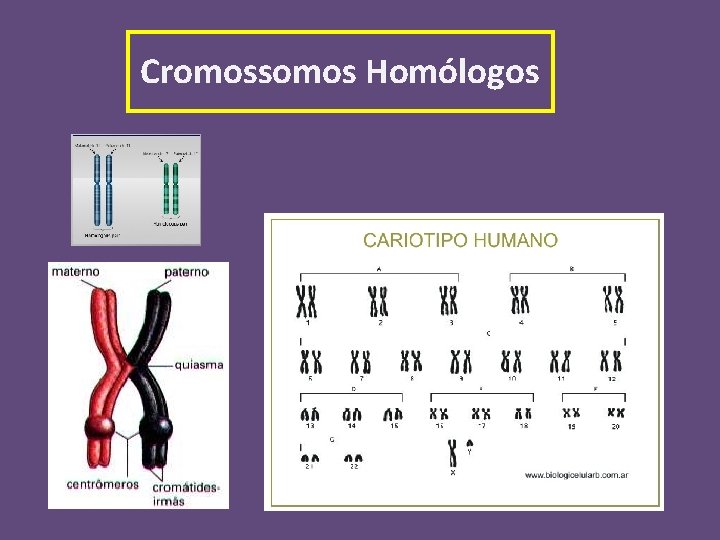 Cromossomos Homólogos 