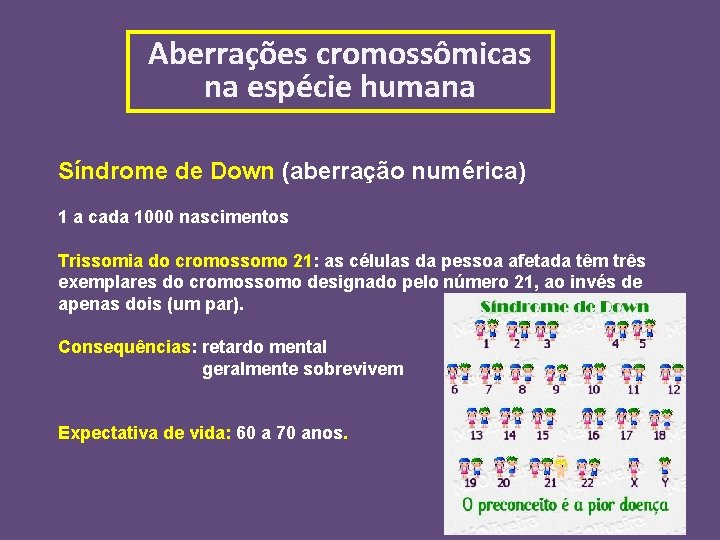 Aberrações cromossômicas na espécie humana Síndrome de Down (aberração numérica) 1 a cada 1000