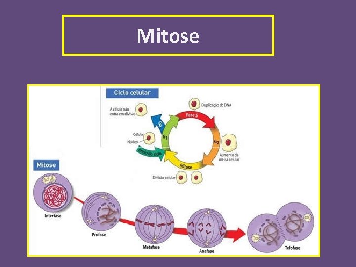 Mitose 