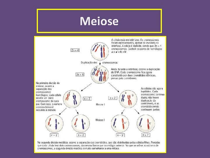 Meiose 