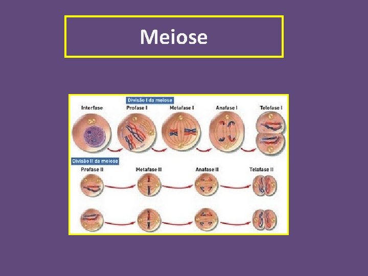 Meiose 