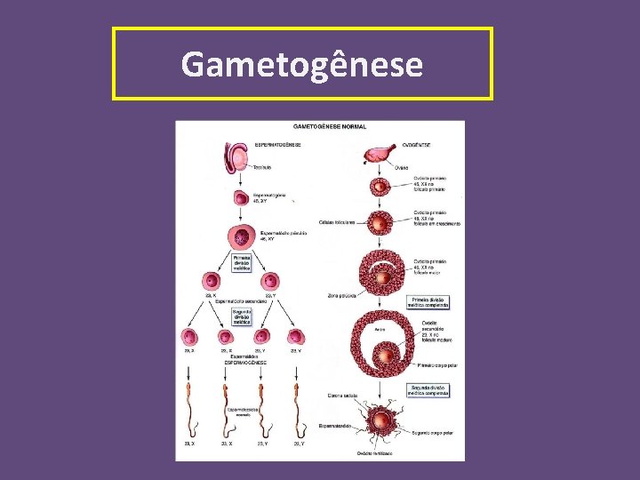 Gametogênese 