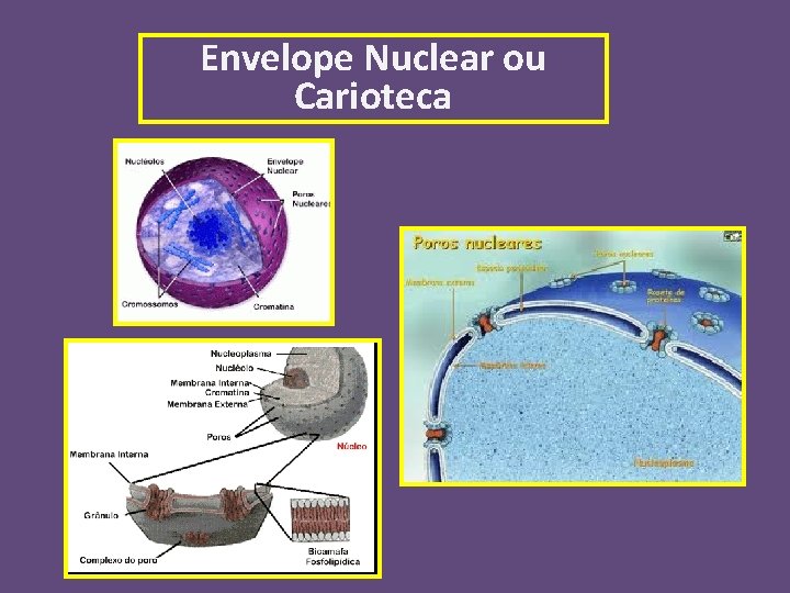 Envelope Nuclear ou Carioteca 