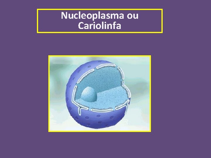Nucleoplasma ou Cariolinfa 
