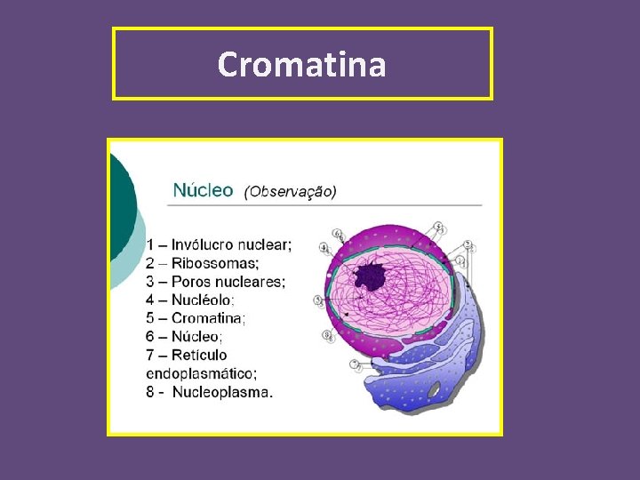 Cromatina 