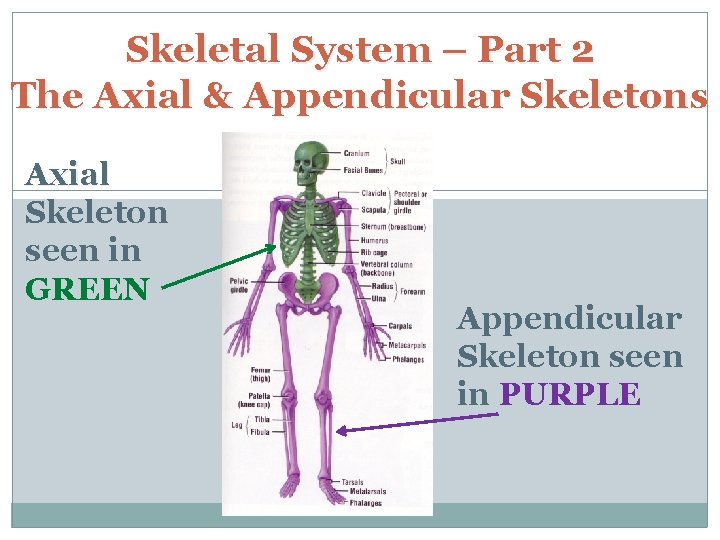 Skeletal System – Part 2 The Axial & Appendicular Skeletons Axial Skeleton seen in