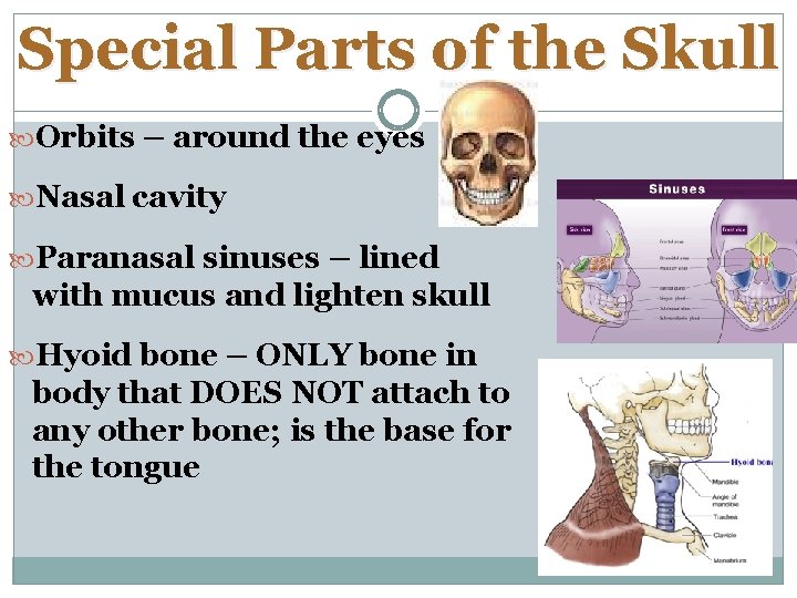 Special Parts of the Skull Orbits – around the eyes Nasal cavity Paranasal sinuses