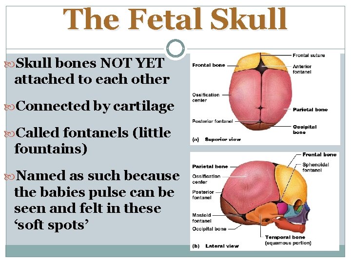 The Fetal Skull bones NOT YET attached to each other Connected by cartilage Called