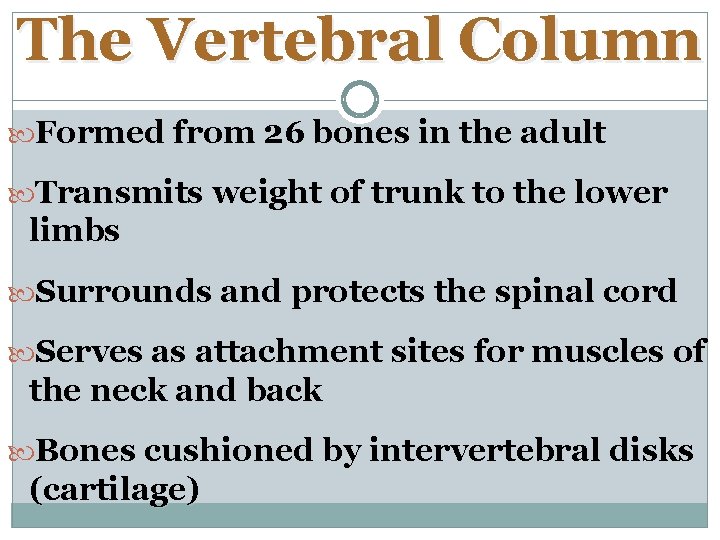 The Vertebral Column Formed from 26 bones in the adult Transmits weight of trunk