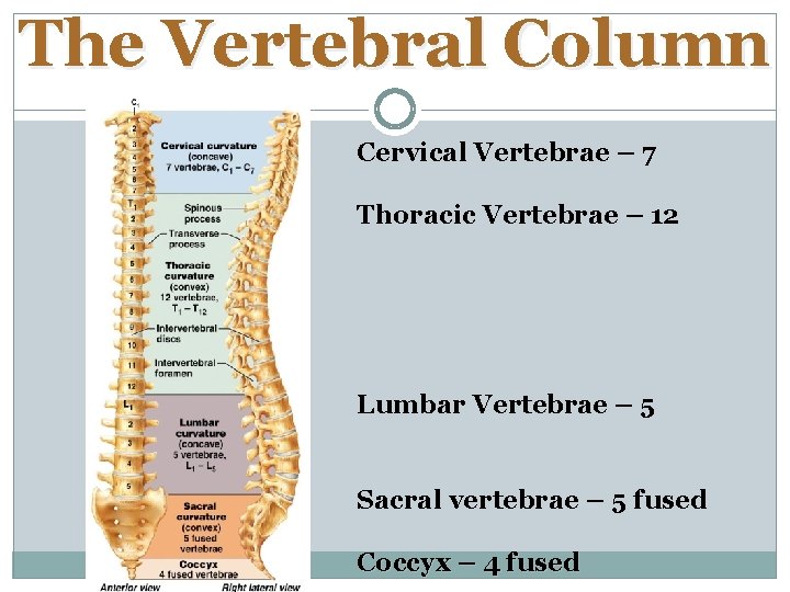 The Vertebral Column Cervical Vertebrae – 7 Thoracic Vertebrae – 12 Lumbar Vertebrae –
