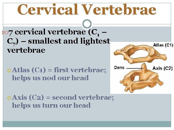 Cervical Vertebrae 7 cervical vertebrae (C 1 – C 7) – smallest and lightest