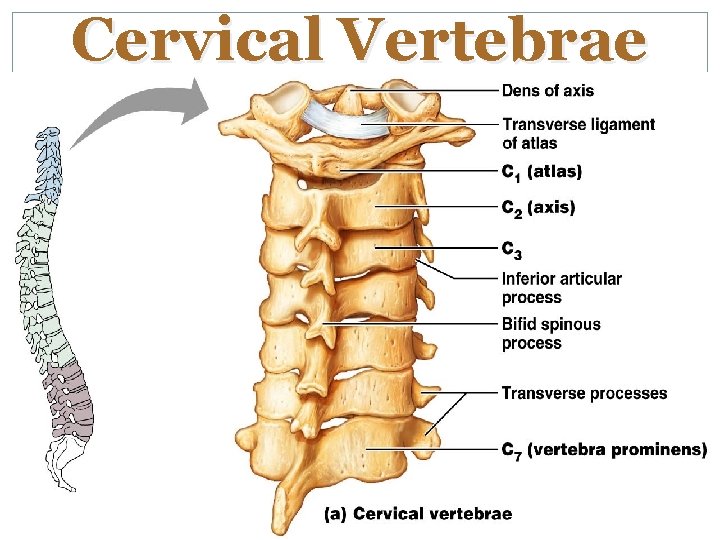 Cervical Vertebrae 