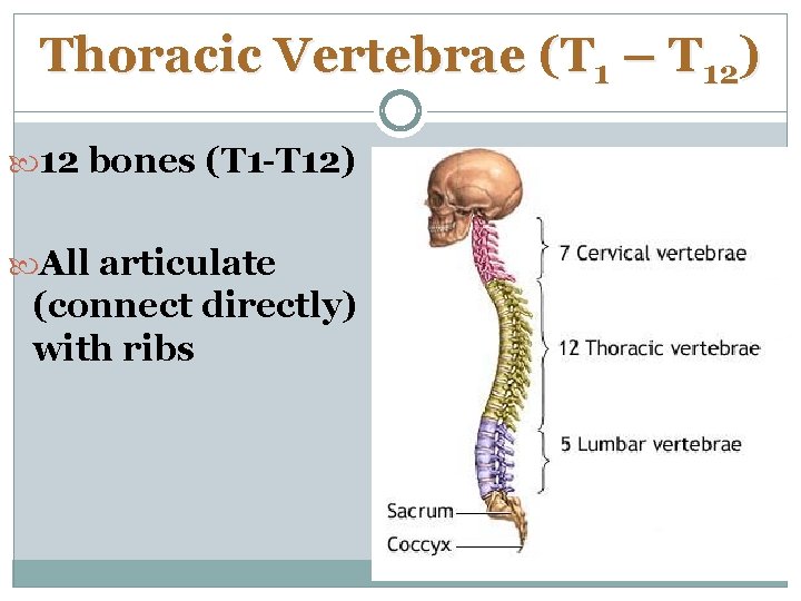 Thoracic Vertebrae (T 1 – T 12) 12 bones (T 1 -T 12) All