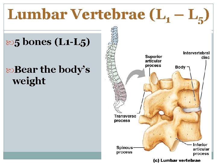 Lumbar Vertebrae (L 1 – L 5) 5 bones (L 1 -L 5) Bear