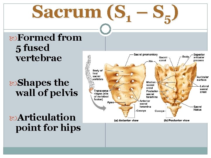 Sacrum (S 1 – S 5) Formed from 5 fused vertebrae Shapes the wall