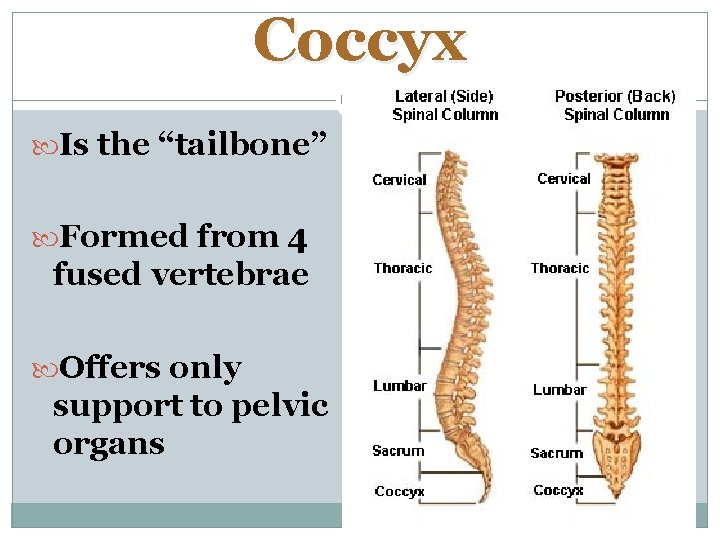 Coccyx Is the “tailbone” Formed from 4 fused vertebrae Offers only support to pelvic